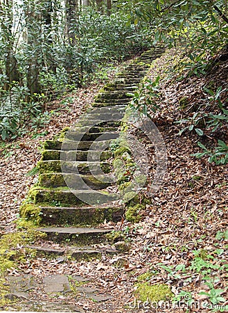 Mossy Steps Stock Photo