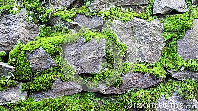 Mossy Stone Wall Texture Background Stock Photo