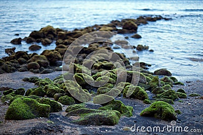 Mossy stones Stock Photo