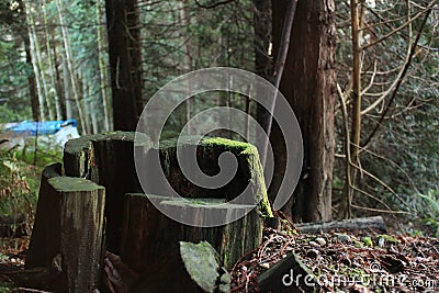A Mossy Stump in Pacific Northwest Forest Stock Photo