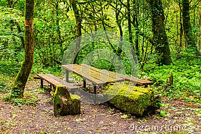 Mossy table and benches in ravine Chudo-Krasotka, Sochi, Russia Stock Photo