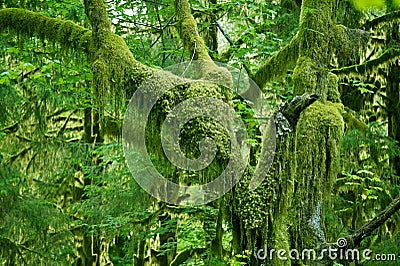 Mossy Tree Stock Photo