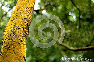 Mossy Tree Stock Photo