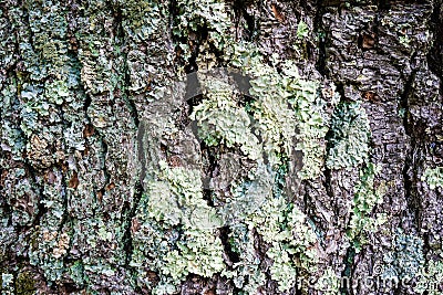 Mossy Tree Bark Stock Photo