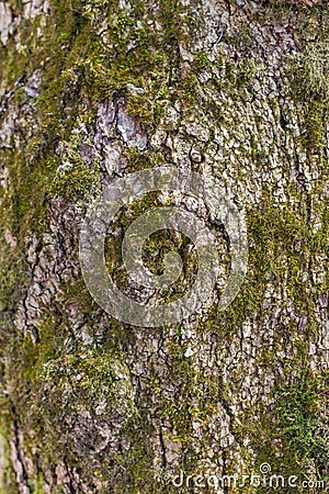 Mossy tree bark Stock Photo