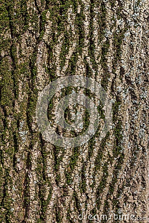 Mossy tree bark Stock Photo