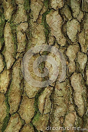Mossy Tree Bark of Pine Tree Stock Photo
