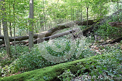 Mossy Tree in Cuyahoga Valley National Park Stock Photo