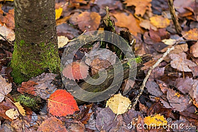 Mossy Tree and Fall Leaves Stock Photo