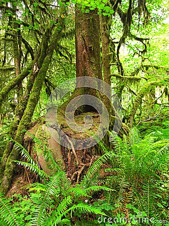 Mossy Tree in Forest Ferns Stock Photo