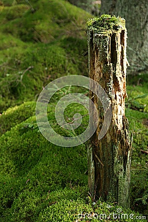 Mossy tree trunk Stock Photo