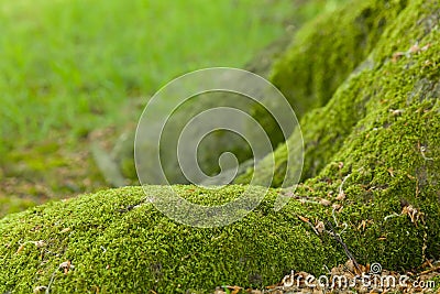 Mossy tree trunk Stock Photo