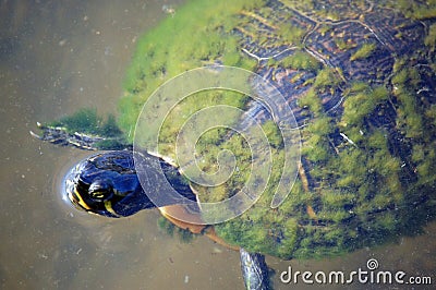 Mossy turtle Stock Photo