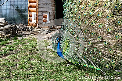 The most beautiful bird in the world is a peacock from the chicken family with a large and bright tail like a chic fan of feathers Stock Photo