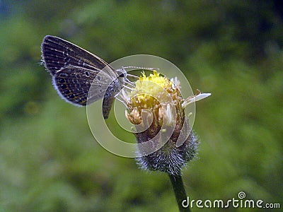 The most Beautiful Butterfly and Flower Stock Photo