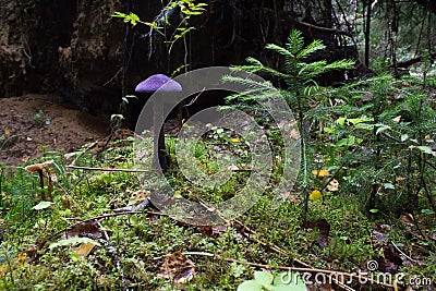 The most unusual mushroom. Stock Photo