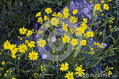 The most beautiful yellow daisy flower, the yellow daisy. Stock Photo