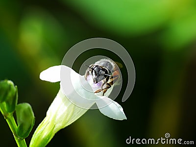 A bee is looking for pollen to make honey daily Stock Photo