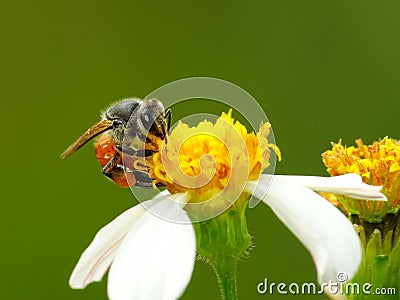Photo of a bee is looking for pollen at Gia Dinh Park in Saigon city, Vietnam Stock Photo