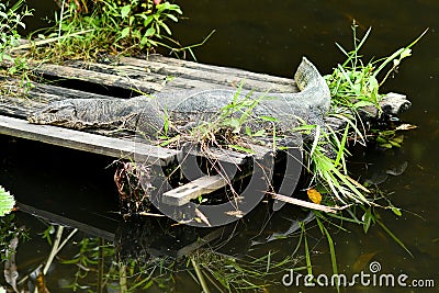 Malayan monitor lizard resting on wooden platform Stock Photo