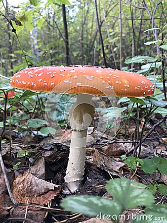 Is the most dangerous mushroom of the autumn forest. Amanita muscaria is used as an intoxicant and entheogen in Sib Stock Photo