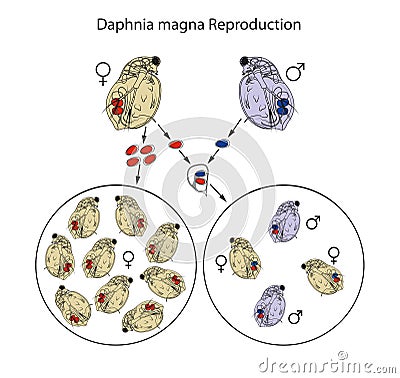 Daphnia use a combined strategy of asexual and sexual reproduction during their life cycle Stock Photo