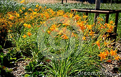 Most daylilies have flower stalks 60-90 cm high, some up to 1.8 m. The flowers are tubular, open in the morning and last only one Stock Photo
