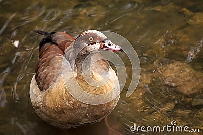 The most famous and common wild duck Stock Photo