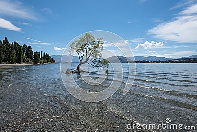 The Most Famous Lone Tree That Wanaka Tree in Wanaka, Otago, New Zealand in Summer Stock Photo