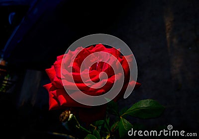 The attractive Red Rrose flower Stock Photo