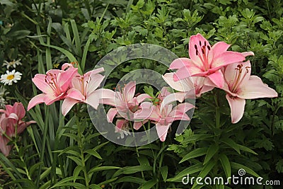 July flowers on the Shchelkovo city Sun Embankment in the Moscow Region. Stock Photo