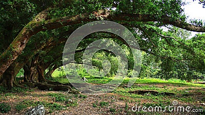 Most large banyan Stock Photo