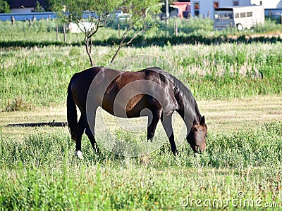 American Quarter Horse in a Field with Horse Trailer Stock Photo