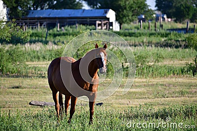 American Quarter Horse in a Field with Horse Trailer Stock Photo