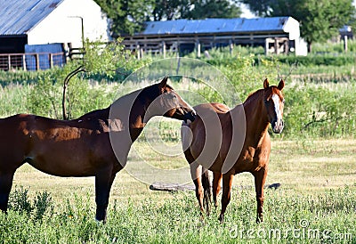 American Quarter Horse in a Field with Horse Trailer Stock Photo