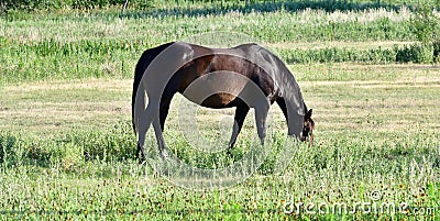 American Quarter Horse in a Field with Horse Trailer Stock Photo