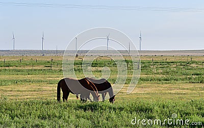 American Quarter Horse in a Field with Windmills Stock Photo