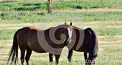 American Quarter Horse in a Field with Windmills Stock Photo