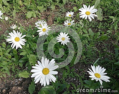 The most romantic flowers are white daisies on which lovers wonder whether they love or not Stock Photo