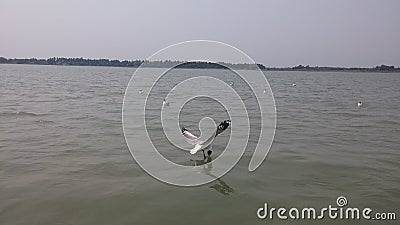 Diving Sea Eagle Stock Photo