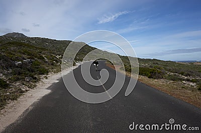An Ostrich Walks on a Road towards a Horizon Stock Photo