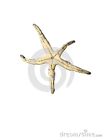 Star fish isolated on white background Stock Photo