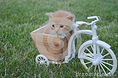 The most sweet Cat baby playing on a bicicle Stock Photo