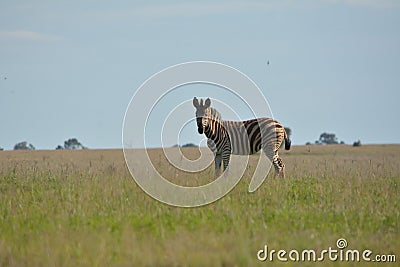 A most unusual sighting of a zebra that is in bread with a donkey, NORTH Provenience. Stock Photo