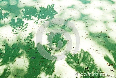A most unusual site of the reflective white sunlight bouncing off a full green bloom of algae. Stock Photo