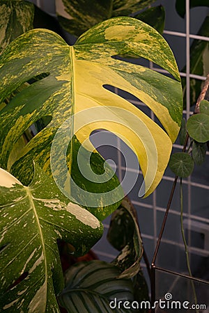 Mostera leaves with yellow and white variegation. Stock Photo