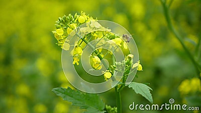 Majestueus Onheil knal Mosterd Die Witte Sinapis Alba Bloeit : Beenbestuivers Verzamelen  Nectarhoning Apis Stock Footage - Video of landbouw, energie: 191622068