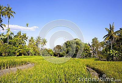 Mostly coconut fields. Stock Photo