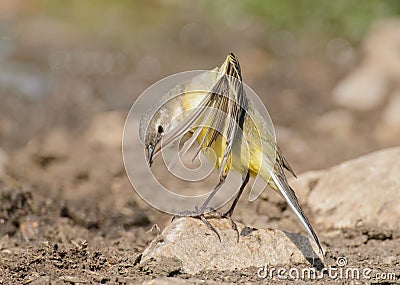 Motacilla flava Stock Photo