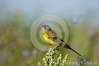 Motacilla flava, Yellow Wagtail Stock Photo